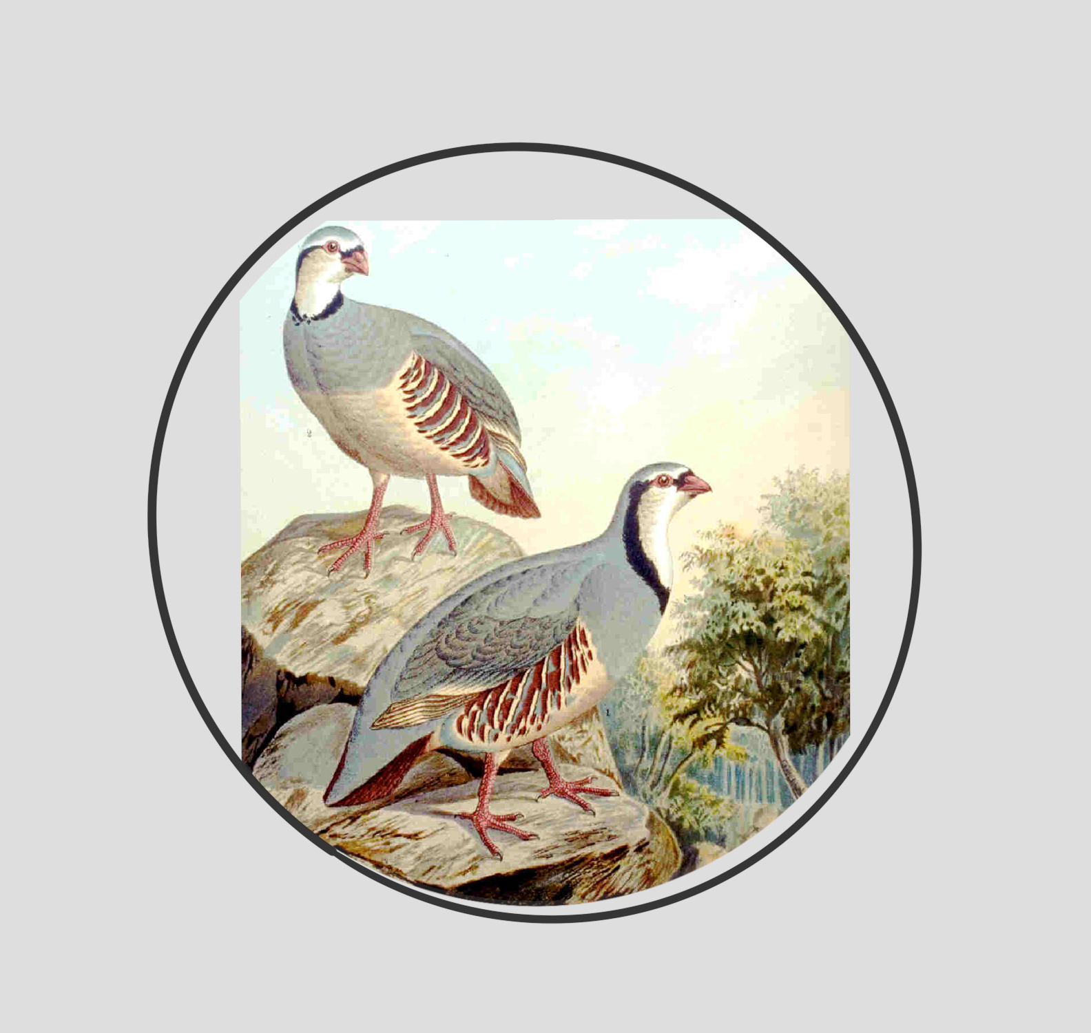 ROCK PARTRIDGE (Alectoris graeca) Perdrix bartavelle — wildechoes